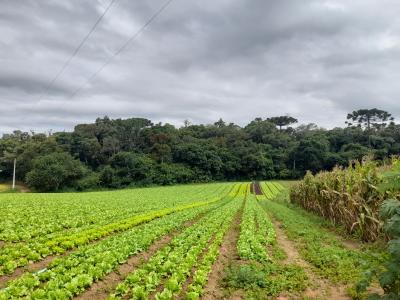 CHÁCARA / SÍTIO EM SÃO JOSÉ DOS PINHAIS