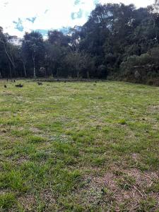TERRENO / GRANDES ÁREAS EM SÃO JOSÉ DOS PINHAIS